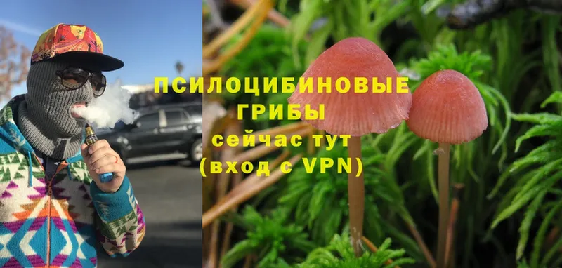 закладки  Ессентуки  Галлюциногенные грибы Psilocybe 